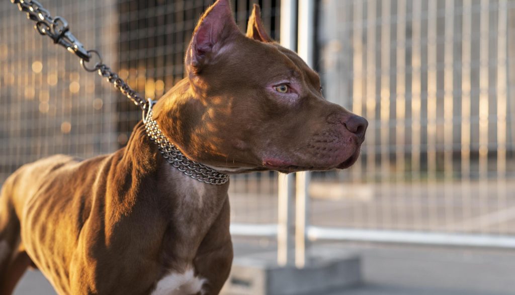 Za każdym psem - stoi człowiek