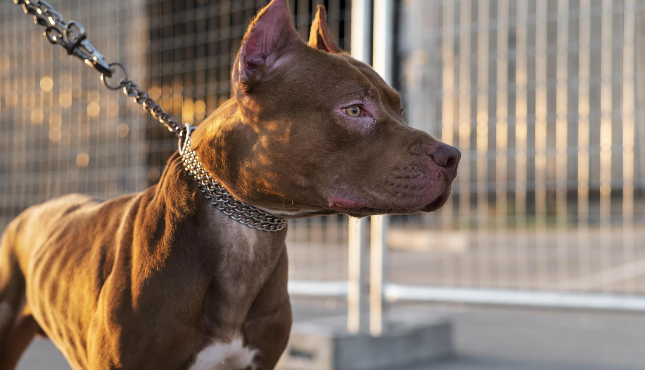 Za każdym psem – stoi człowiek