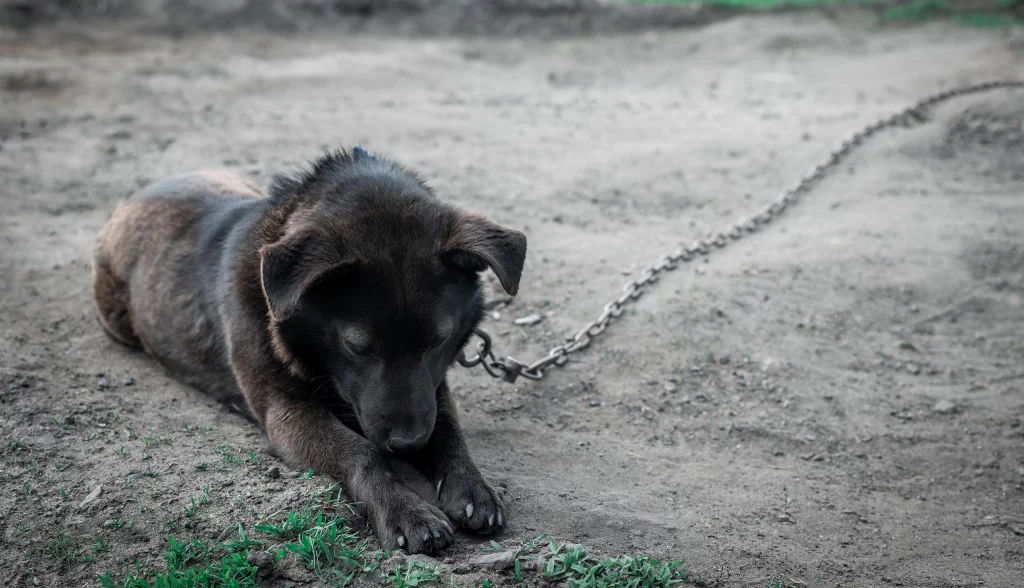 Ustawa łańcuchowa zawetowana