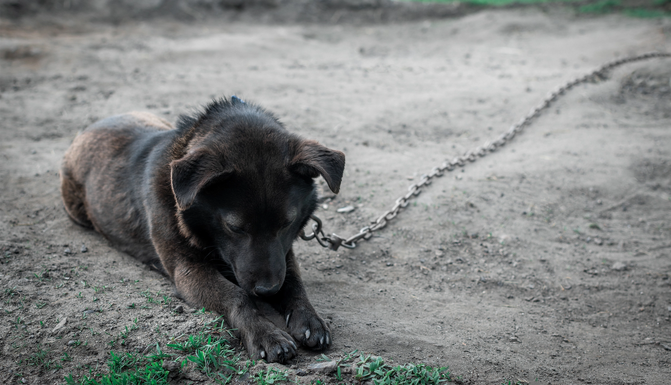 Ustawa łańcuchowa zawetowana